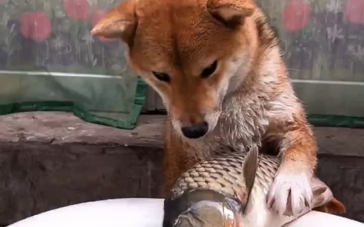 狗狗洗澡待遇也太高了吧截图