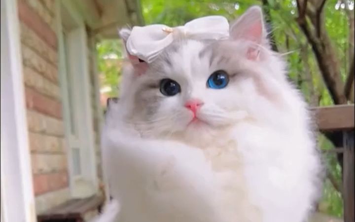 这就是汤姆猫追求的那个女神吗?截图
