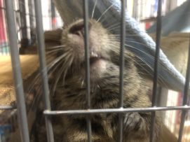 悄悄的发一小段实机视频～