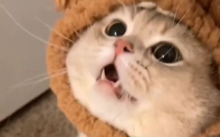 这就是猫中夹子音?截图