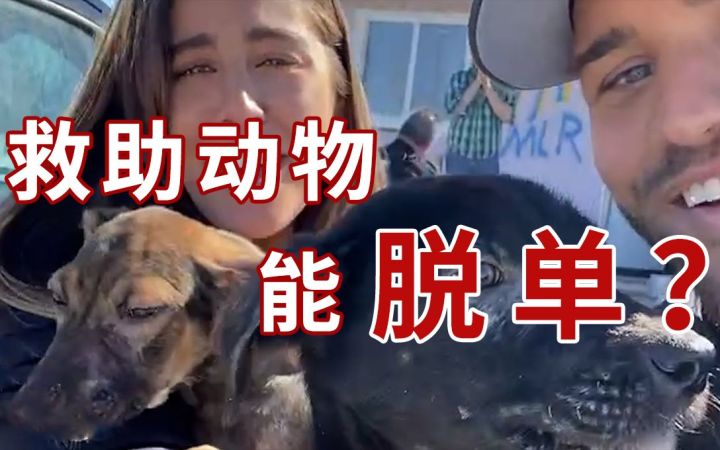 人美(帅)心善!为了救助流浪狗,他们出了一趟国......截图