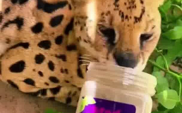 当各种野生动物遇到猫薄荷截图