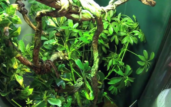 升级变色龙设置 + 虾缸更新截图
