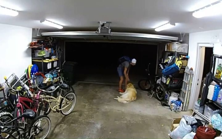 看家护院的金毛:虽然他把主人的单车骑走了,但我觉得他是个好人截图