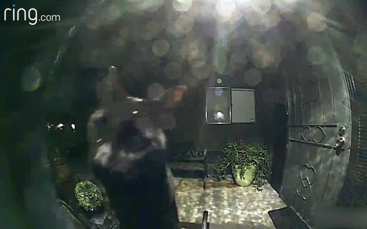 怪哈人的!邻居家的猫也来按门铃截图