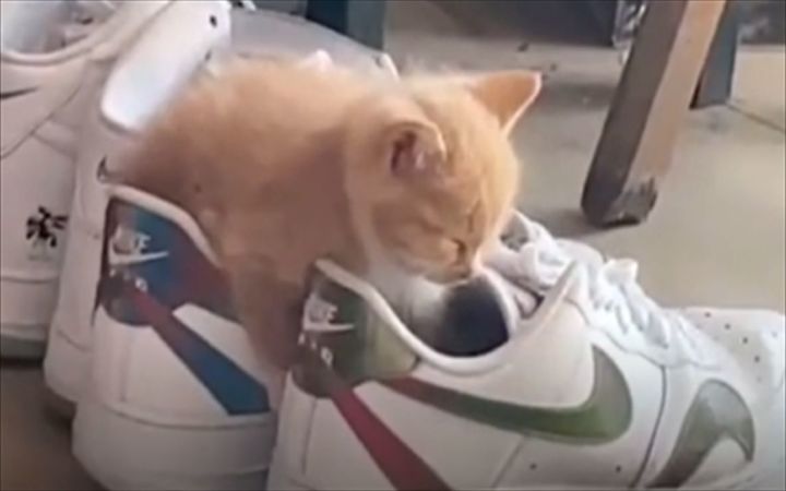 猫咪奇葩睡姿图鉴截图