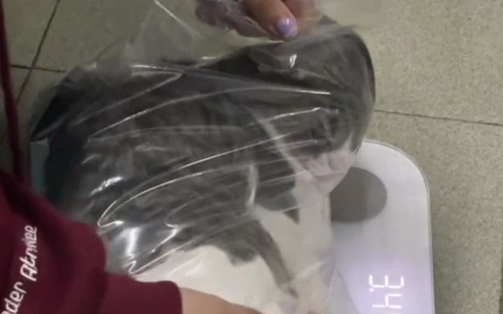 猫:你最好晚上两只眼睛轮着放哨截图