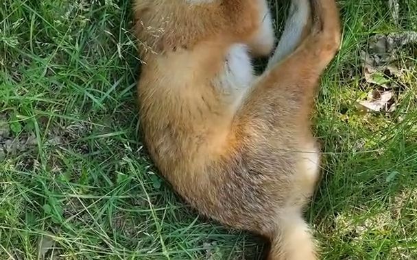 野外一只睡熟的小狐狸,伸了个懒腰之后,才发现情况不对截图