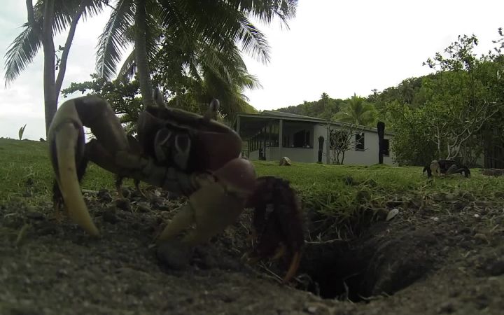 用GoPro偷拍螃蟹,结果GoPro被螃蟹偷了截图