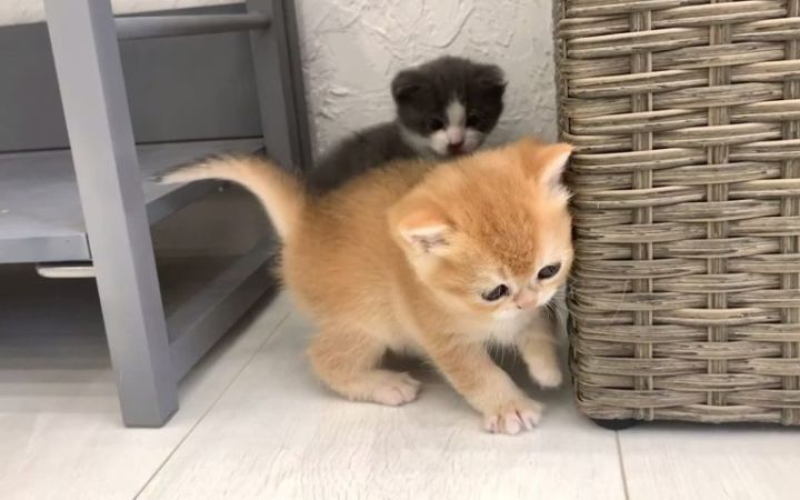 小金猫很喜欢这样的家庭截图