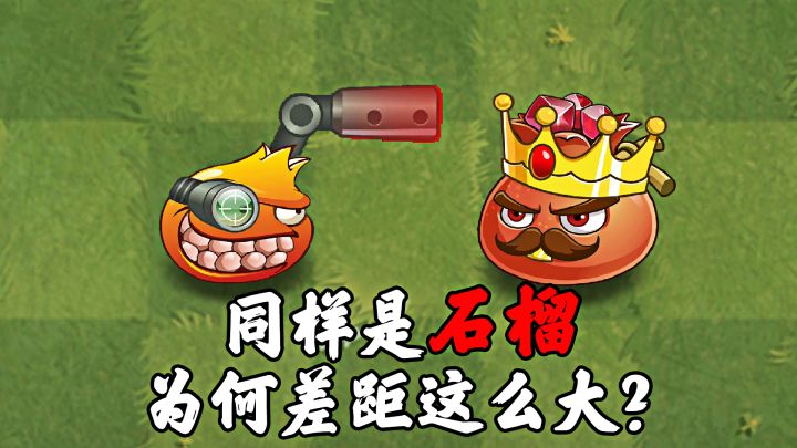 同样是石榴,为何差距这么大?截图