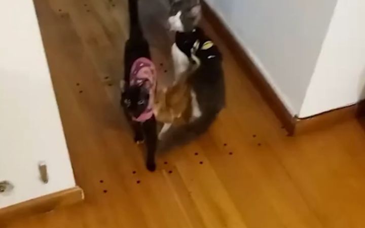猫咪合唱“喵喵”😂截图