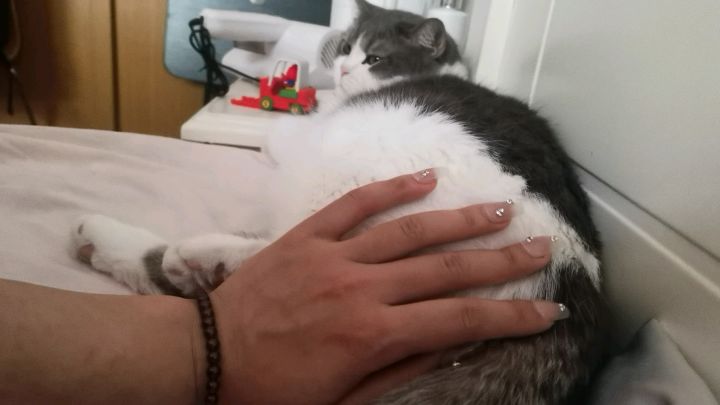 换个视角看胖猫,有什么办法能少掉点毛啊截图