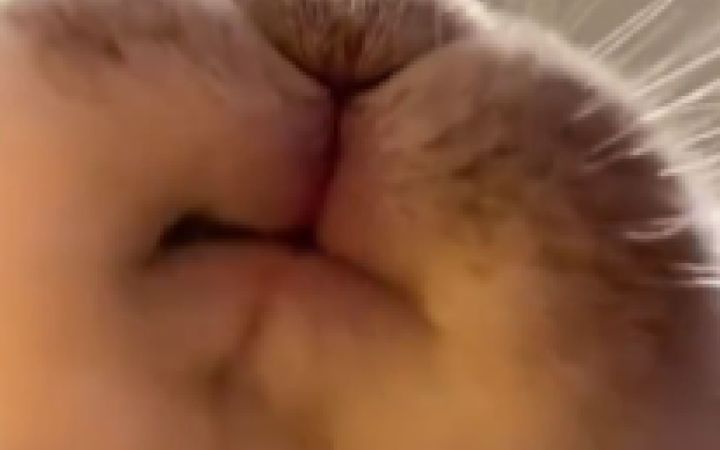 这兔子....好长的上巴截图