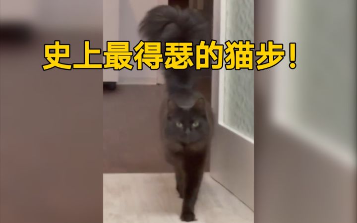 【史上最得瑟的猫步】没有之一,打破了你对所有猫走路姿势的认知截图