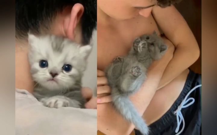 男朋友有猫之后就不理我了,我该怎样做才能赢回关注?截图
