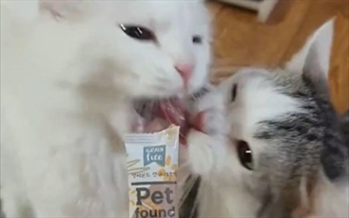 讨厌没有边界感的猫猫!截图
