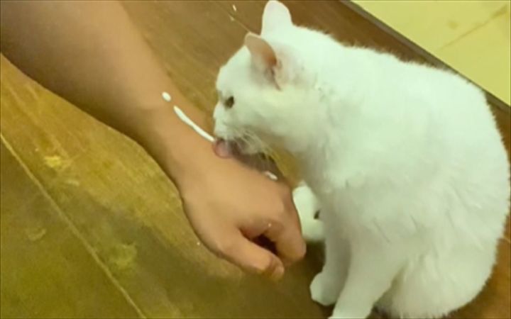 猫猫:我好像被人cpu了截图