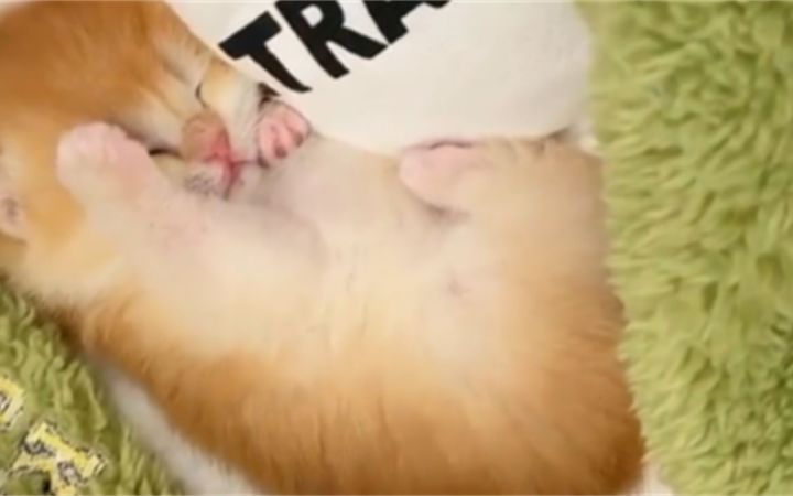 小猫的杀手锏是可爱吧截图