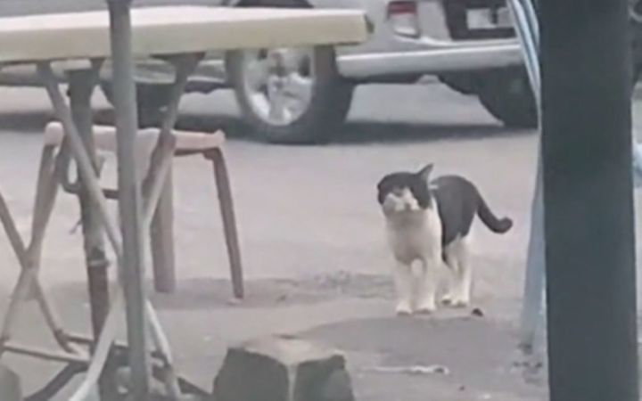 小猫咪怎么可以长成这个样子!截图