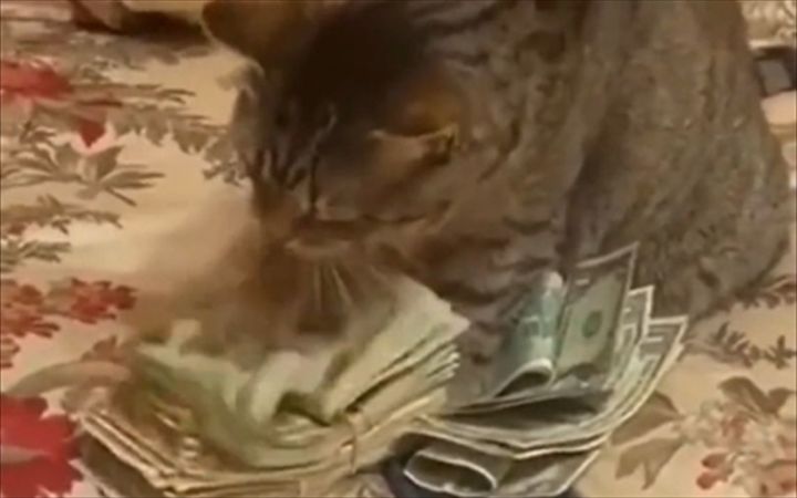 我怀疑我家猫成精了截图