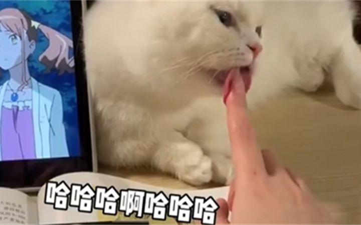你养的猫怎么和我的不一样?截图