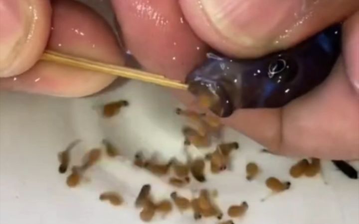 母鱼嘴里竟然藏了30条小鱼😱截图