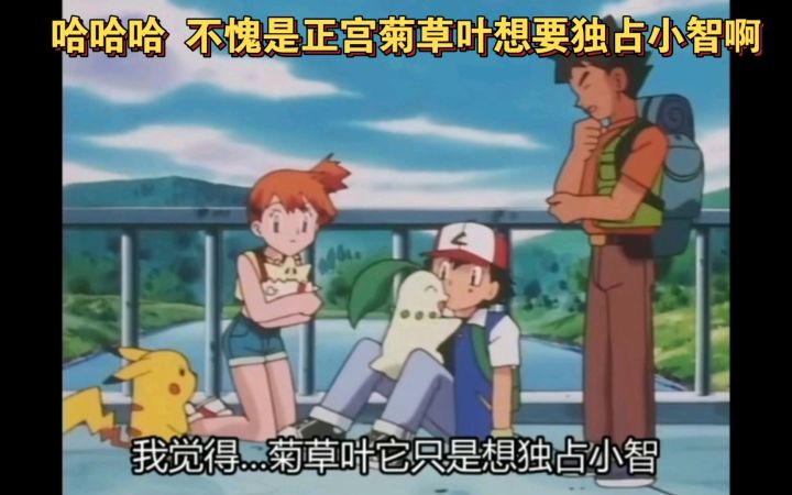 精灵宝可梦 哈哈哈 不愧是正宫菊草叶想要独占小智啊截图
