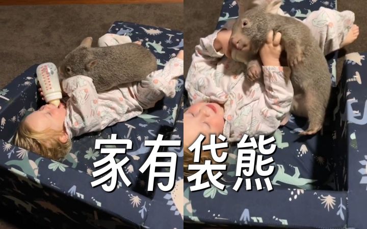 与袋熊一起长大是什么体验? 家有这么个大肉球真的太好玩了截图