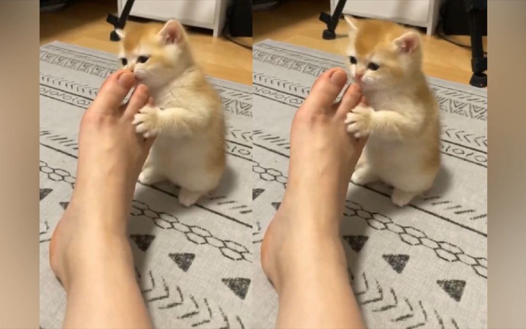 video-3137148