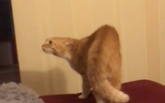 女主人敷了张面膜,把猫猫吓得直接炸毛了...你谁啊喂?截图