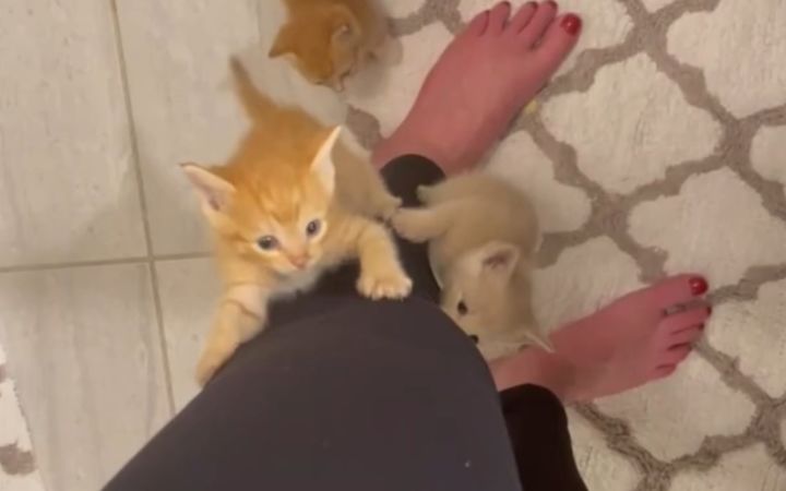 小猫抱大腿,可能是饿了截图