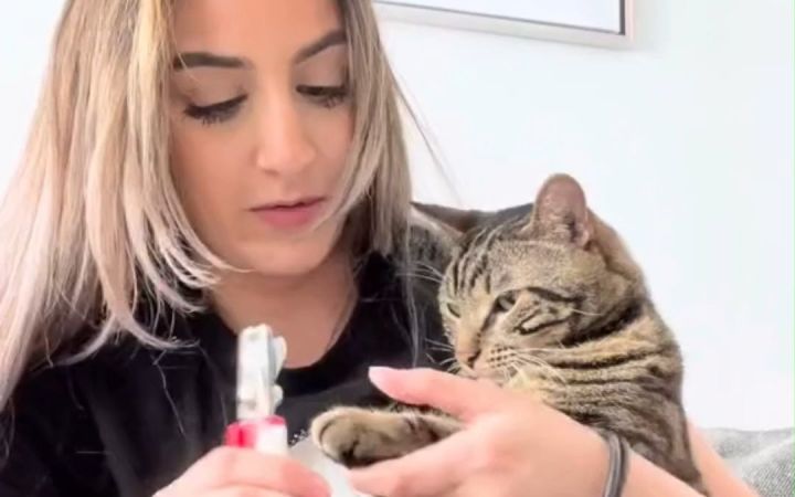 给猫猫剪指甲时,假装剪到了它的肉肉...拼演技的时候到了!截图