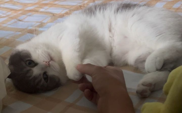 猫猫我呀毛也长了更自信了截图