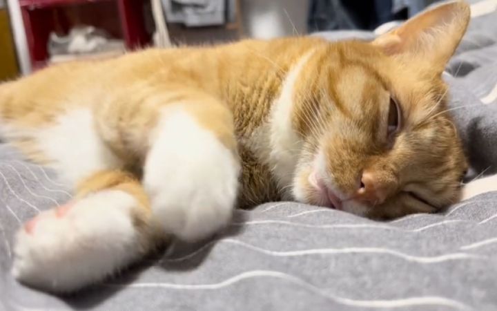 把猫打呼噜的声音用话筒放大之后,我麻了截图