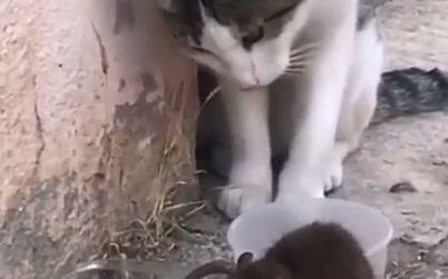 video-2796284