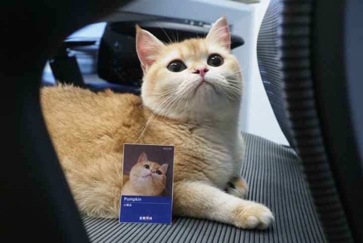 猫咪上班记:小猫咪也能做游戏?截图