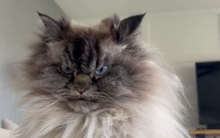 原本是只可爱小猫咪,但是成长得让人猝不及防截图