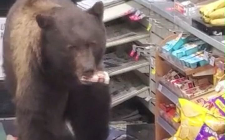 加州的一家商店,经常有只熊进来“零元购”截图