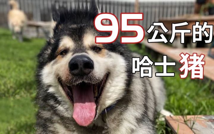 没想到这次励志主角是你!95公斤肥胖哈士奇的减肥经历截图