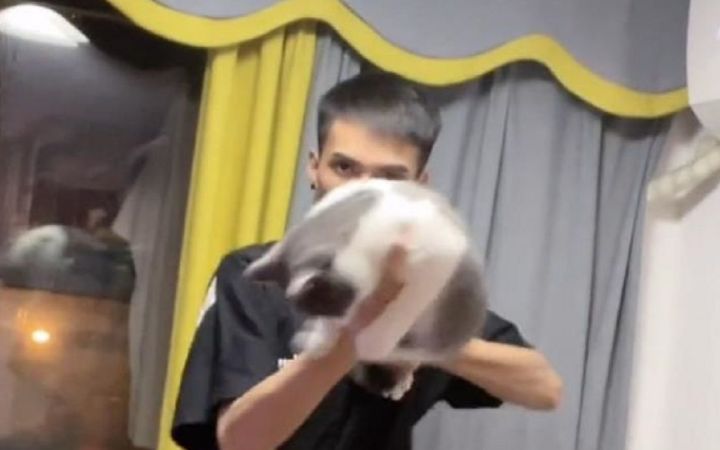 别 让 男 人 养 猫截图
