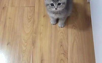 非常可爱的有趣的猫猫动物截图