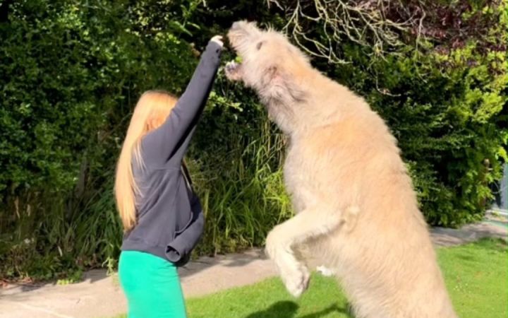 妹子养了条爱尔兰猎狼犬，这个体型属实有点超出想象了截图