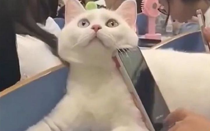 俗话说得好，养猫千日，用猫一时！截图