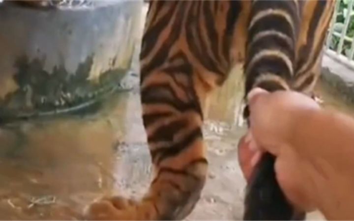 捡到一只猫,它想跟我回家截图