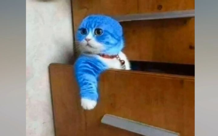 第一次养猫不太懂,请问这是什么品种?截图