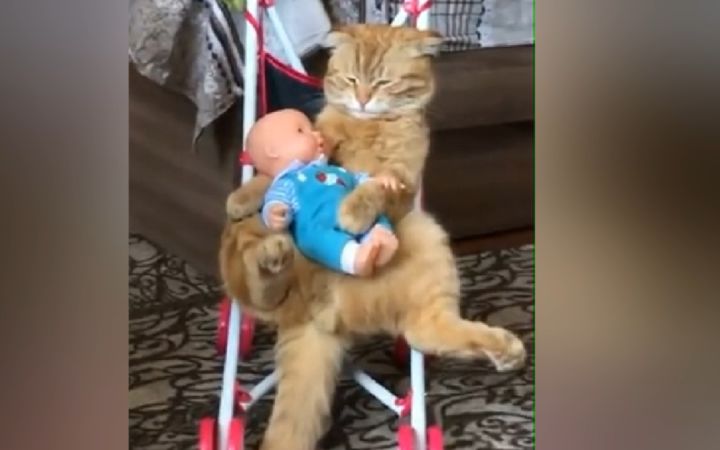 猫:我为这个家操碎了心截图