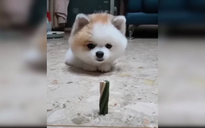萌化你的心 可爱小狗宝(1)截图