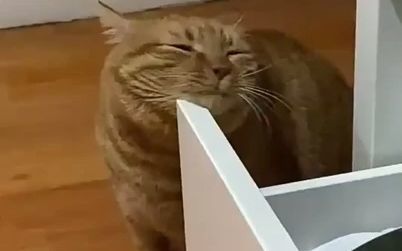 video-2796194
