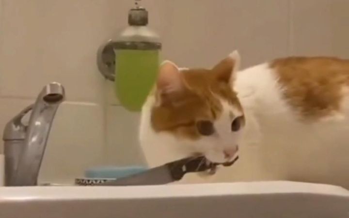 这猫是成龙附体了吗……这么猛截图